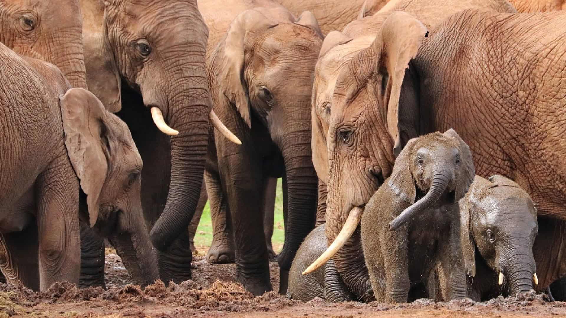 elephant names