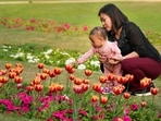 A total of 1.24 lakh tulip bulbs were brought from the Netherlands and planted in the first week of January in Shantipath lawns by the NDMC. (PTI)