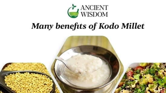 Kodo millet also known as cow grass, rice grass, ditch millet, and Native Paspalum has been in use in India for 3,000 years. 