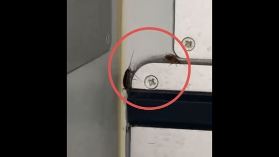 Cockroaches crawling in the food area of an IndiGo flight. (X/@shukla_tarun)