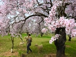 <p>Spring in Kashmir is a time of renewal, hope, and enchantment, drawing visitors and locals alike to immerse themselves in the breathtaking landscapes and the serene tranquillity that defines this season in the valley. </p>(HT Photo/Waseem Andrabi)