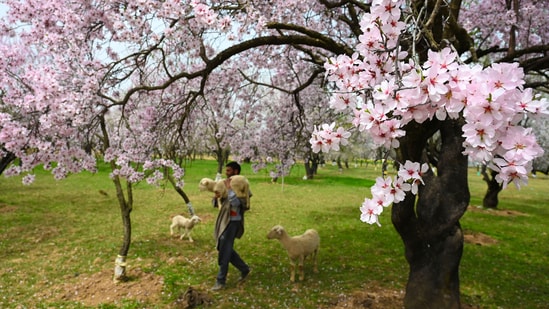 <p>Spring in Kashmir is a time of renewal, hope, and enchantment, drawing visitors and locals alike to immerse themselves in the breathtaking landscapes and the serene tranquillity that defines this season in the valley. </p>(HT Photo/Waseem Andrabi)