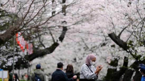 The Japanese Meteorological Agency (JMA) on Thursday announced that Tokyo's most common and beloved variety of cherry tree, the 