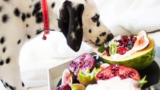 As temperatures soar during the Indian summer, keeping your dog's diet light yet nutritious is essential. (Pexels)