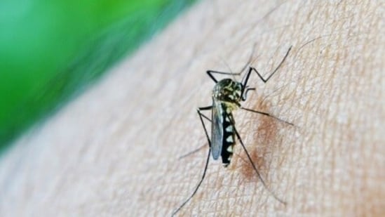 The religious leaders were told about the origins of diseases like dengue, chikungunya, JES, AES, Zika, and others. (HT PHOTO)