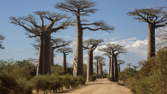 The various names, including ‘mother of the forest’ in the Malagasy language, the ‘upside-down tree,’ and the ‘tree of life,’ because of their unique features, which you will explore as you read this.(Getty Images via BBC)
