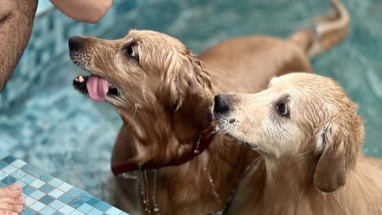 Pool parties for doggos are quite in demand, in NCR, as per the organisers of these gatherings for pets and their parents. 