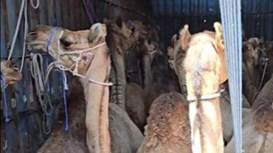 The rescued camels in Gopalganj, Bihar.