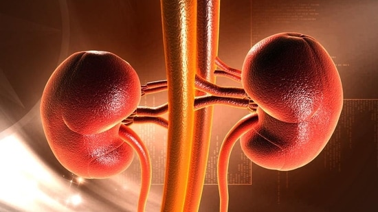 Unveiling hidden dangers of obesity's impact on kidney health (Shutterstock)