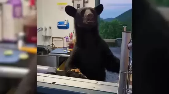 A black bear nearly attacked a concessions stand worker at a Tennessee park(X, formerly Twitter)