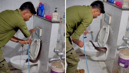 A cobra was found inside a commode in Indore, Madhya Pradesh,(Instagram/@rajesh_indori_snake_rescuer_)