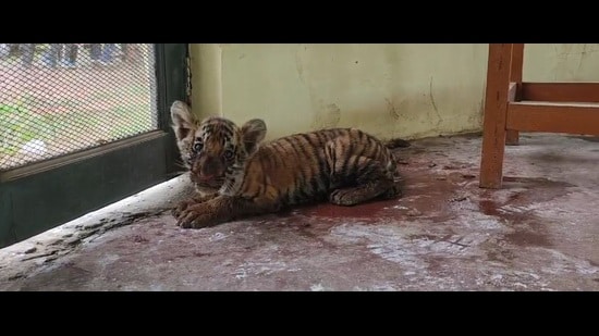 A one-month-old tiger cub rescued from South Kheri forest division on Friday. (HT Photo)