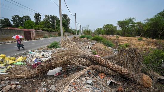 Felled trees in south Delhi. (Sanchit Khanna/HT)