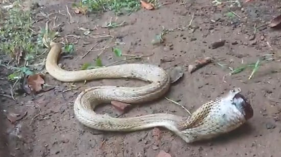 A cobra swallowed a cough syrup bottle in Odisha.(X/@susantananda3)