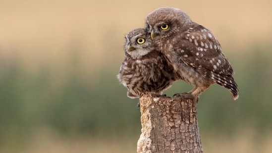 The U.S. Fish and Wildlife Service strategy released Wednesday is meant to prop up declining spotted owl populations in Oregon, Washington state and California. (Unspalsh)