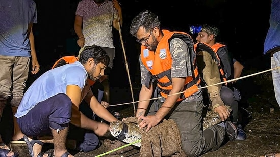 Almost 24 crocodiles have been rescued from a residential localities after flood water receded in Vadodara.(PTI)