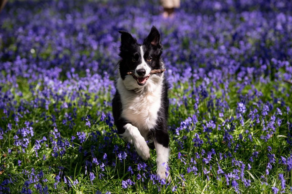 Scientists a step closer to finding out why some dogs are ‘gifted word learners’