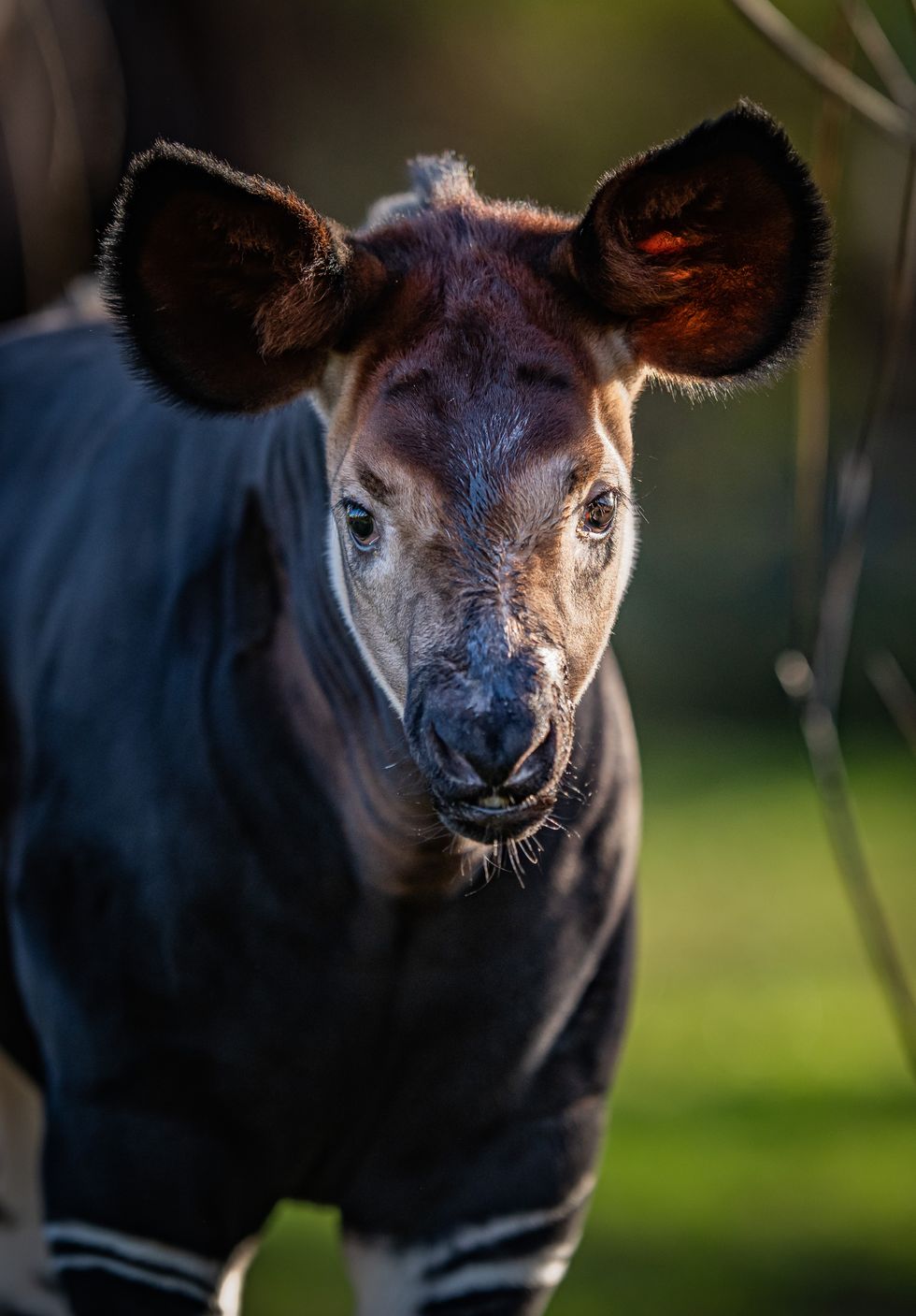 Rare okapi calf steps outside for the first time