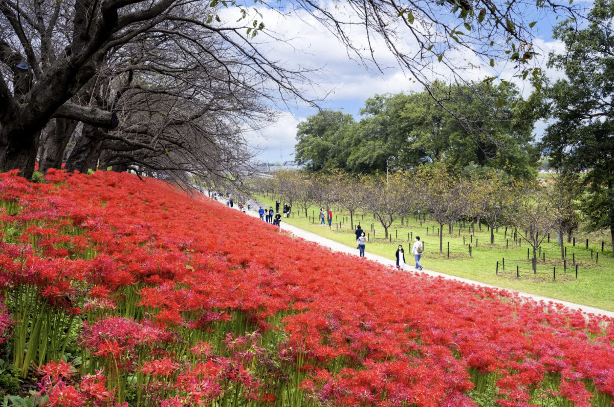 日本9月淡季旅遊｜11大初秋好去處北海道/東京/關西景點 富士山秋櫻＋竹田城雲海＋葡萄放題