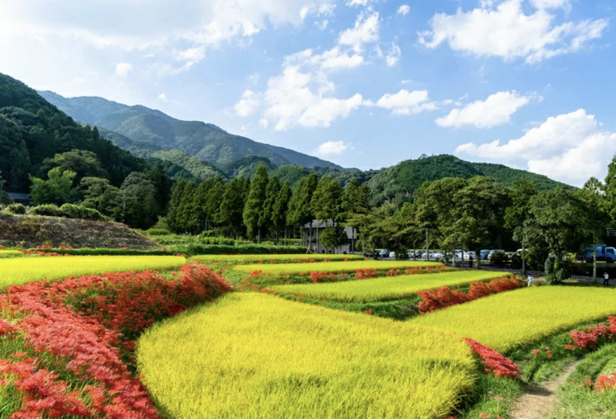 日本彼岸花2024花期｜9-10月全國彼岸花海秘境 500萬株火紅絨毯重現《地獄少女》經典場景