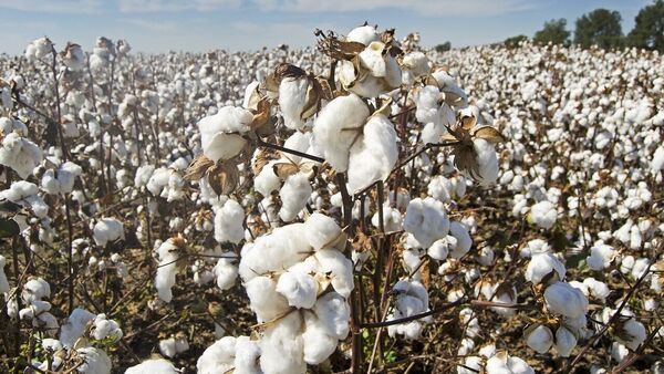 Cotton spinning industry to witness volume growth of 4-6 per cent in FY25 (Image: Pixabay)