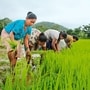 In the past 10 years, the government has introduced around 2,100 climate-resilient varieties of crops to farmers, including varieties of rice that need 25% less water than traditional ones. (HT)