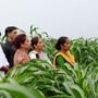 Among the field crops, new varieties of barley, maize, sorghum, pearl millet, and finger millet were also released.