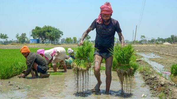 The area under cultivation of paddy or rice, India’s main kharif crop, has increased substantially so far this year. (PTI)