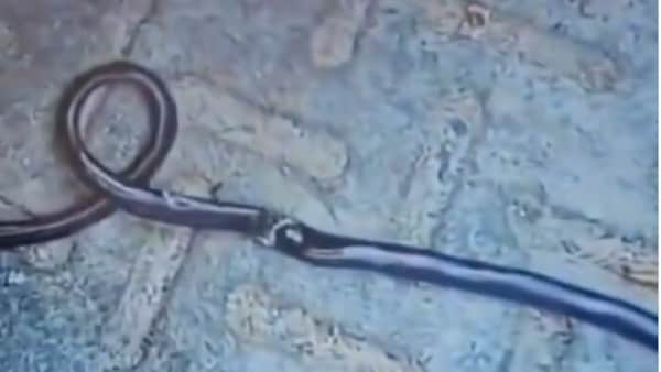 Bizarre incident in Bihar, One-year-old child bites snake to death after mistaking it for a toy