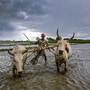 Paddy sowing increased by 16% to 39 million hectares, and pulses sowing increased by 7% to 12 million hectares as of 23 August. (PTI)