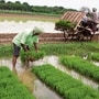 Currently, basmati rice can be exported only above a floor price, while parboiled rice attracts a 20% export duty, and non-basmati and broken-rice exports are completely prohibited. Photo: Mint