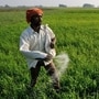 The increased sowing area could lead to a decrease in prices, assuming a good harvest. Photo: Pradeep Gaur/Mint