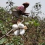 12.36 million hectares were under cotton during the same period last year.