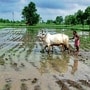 Although India has a third more land under cultivation than China, it harvests only a third as much produce by value. (File Photo: Reuters)