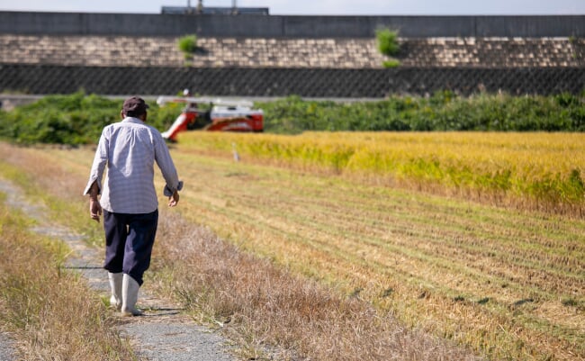 Farmer,Working,On,A,Japanese,Rice,Plantation,During,Harvest,Season