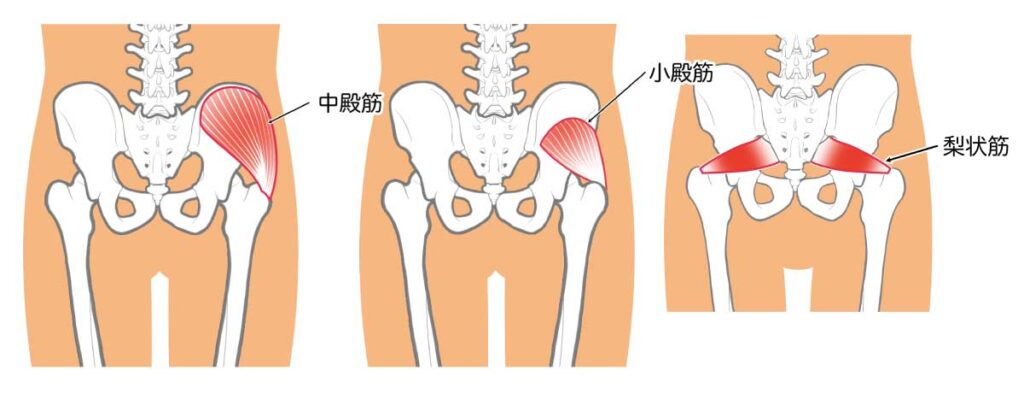 中殿筋、小殿筋、梨状筋