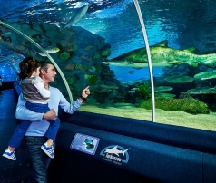 Merlin Entertainments has purchased Istanbul's premier aquarium Turkuazoo from Dutch based Global Aquariums.