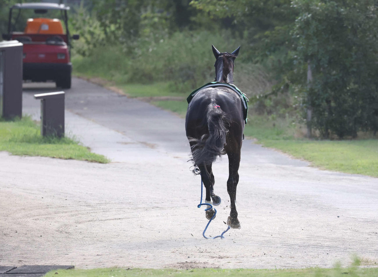 新潟記念の1番人気ライトバックは馬場入場後、コースを飛び出した（撮影・丹羽敏通）