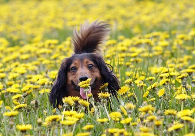 Wild Lettuce vs Dandelion