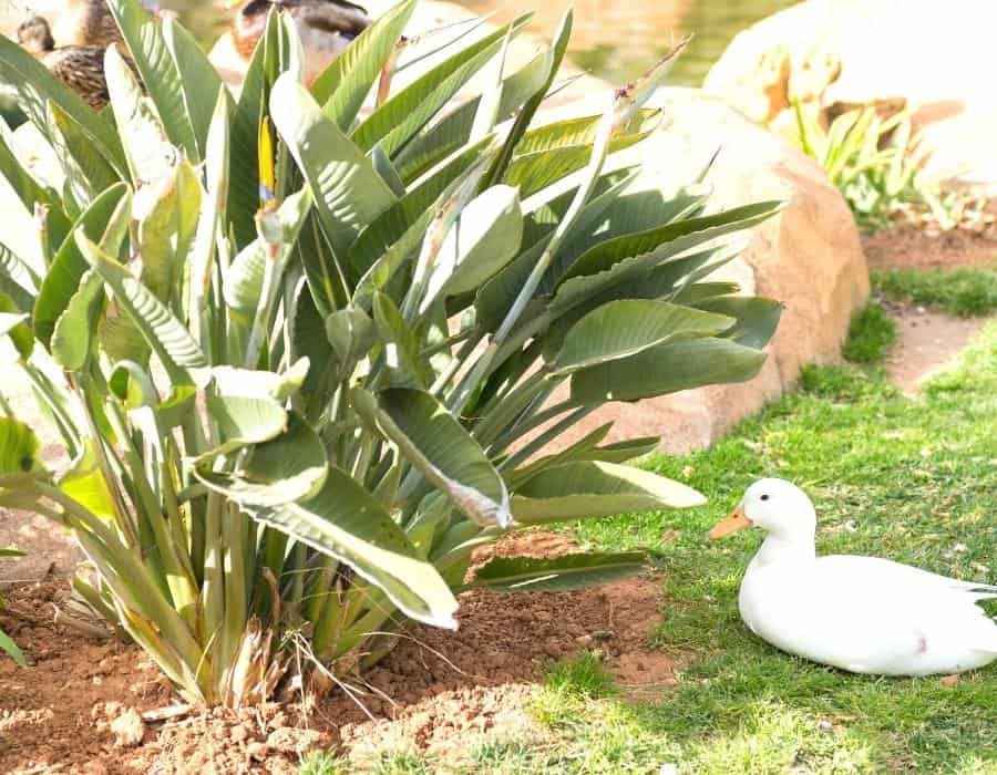 duck keeping cool in the shade