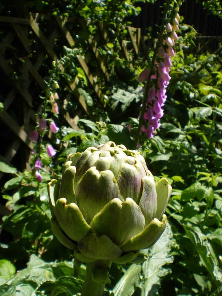 globe-artichoke-food-forest