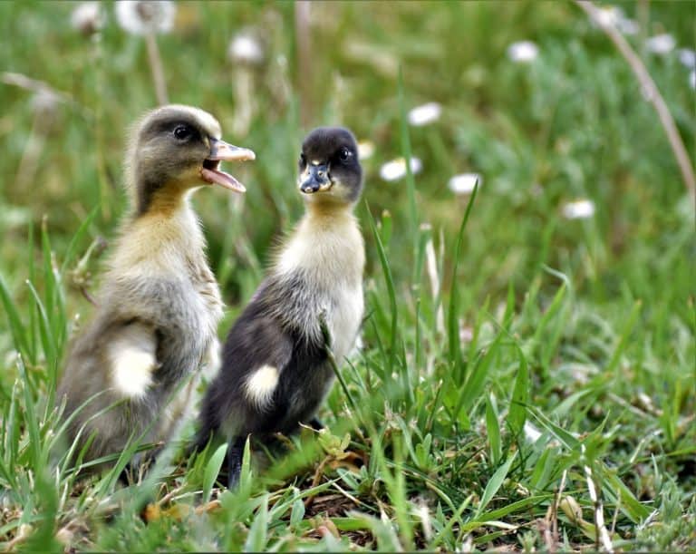 what-to-feed-baby-ducks