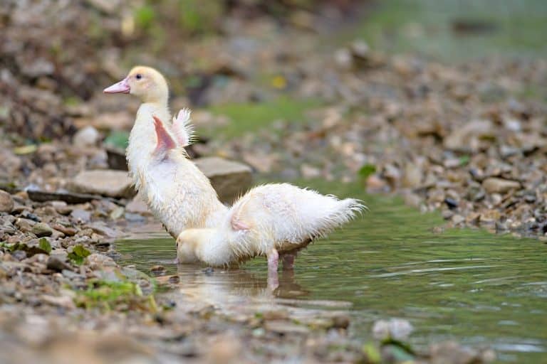 what-to-feed-baby-ducks