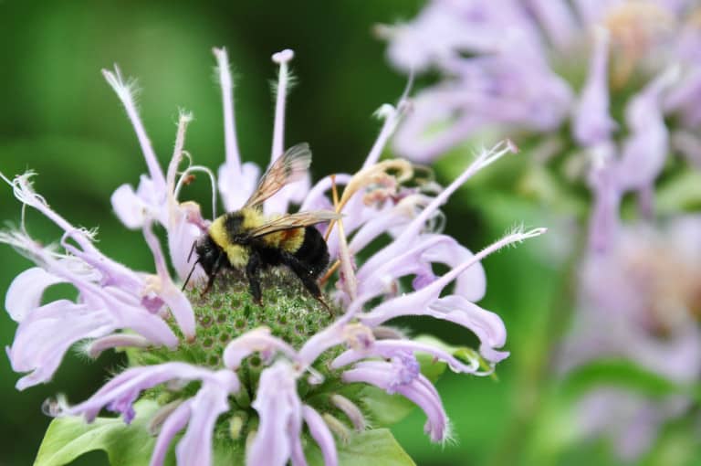 wild-bergamot