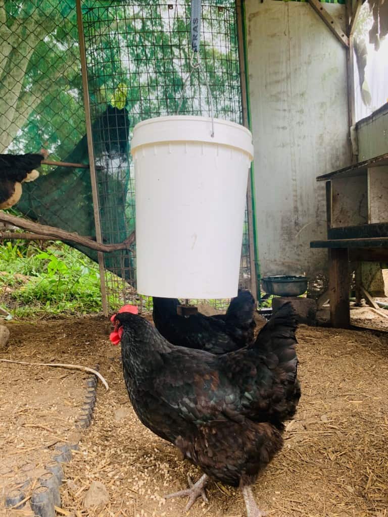 5-gallon-bucket-chicken-feeder