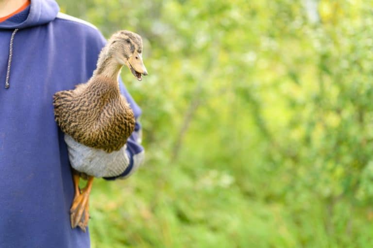 do-ducks-have-teeth