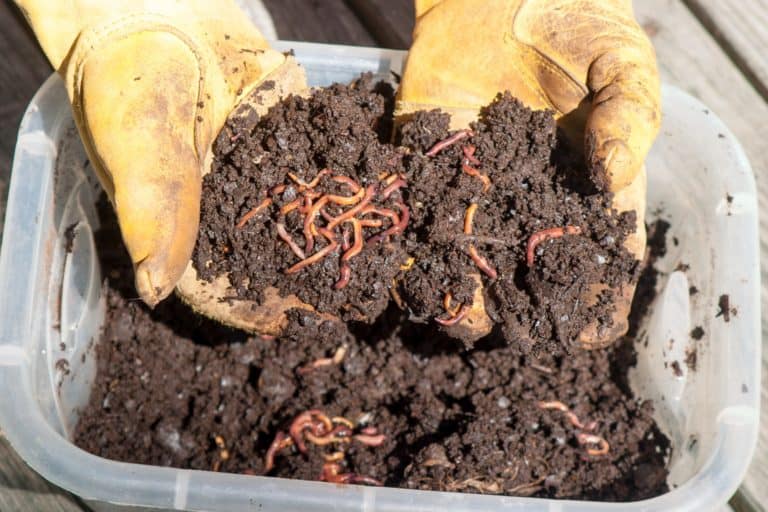 best-worms-for-vegetable-garden-soil