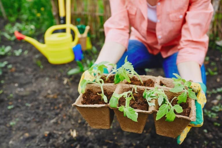 tomato-sprouts-in-peat-pots