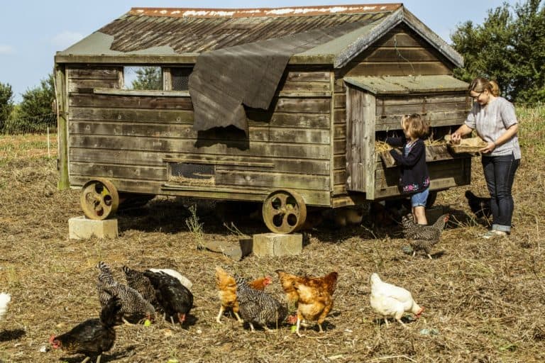 how-long-do-farm-fresh-eggs-last