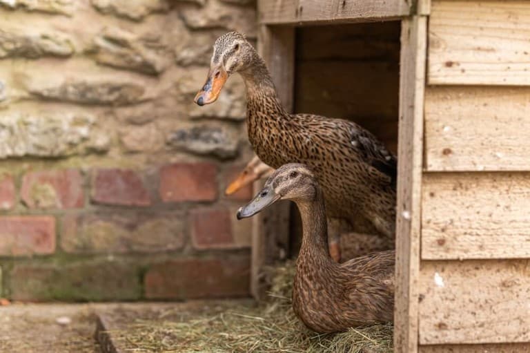 cute pet ducks in duck house